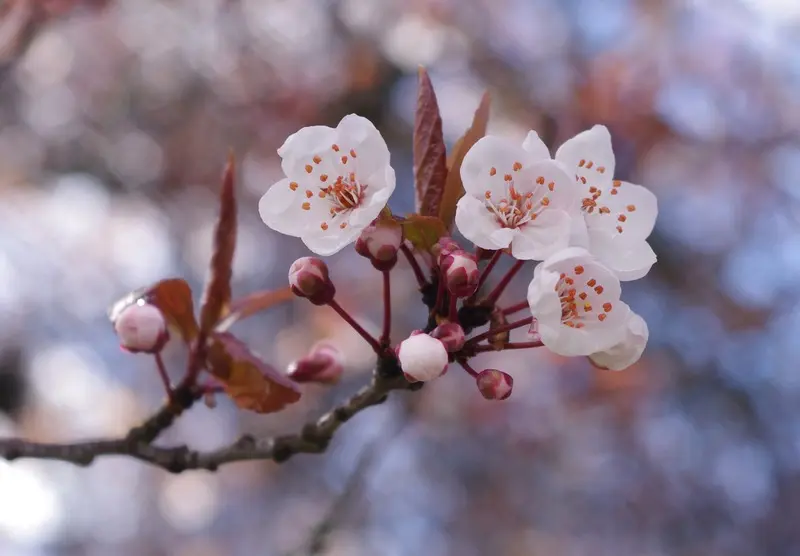 “Kosmonavt” danakdan ungan sakura muddatidan olti yil avval gulladi