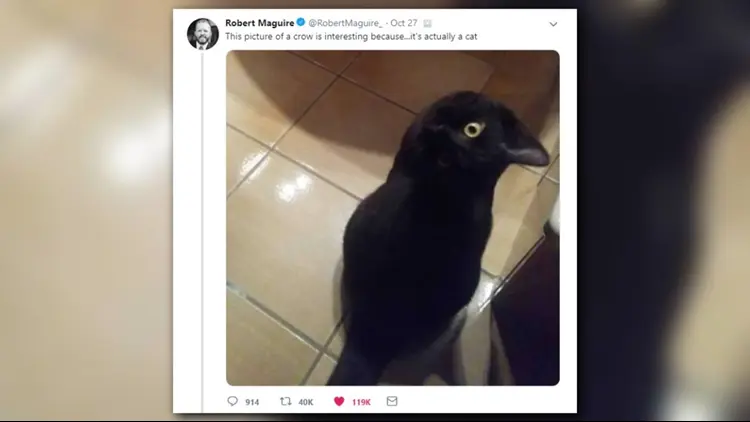 Ko‘zingizni tekshirib ko‘ring: suratdagi qarg‘ami yo mushuk?