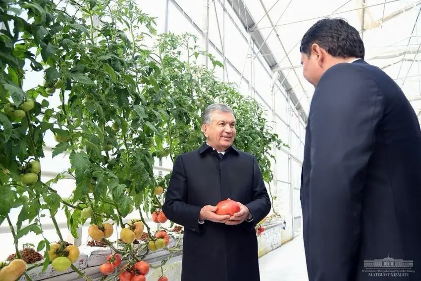 Shavkat Mirziyoyev Yangiariqdagi yiliga 5 mln dollar daromad keltiradigan issiqxona bilan tanishdi (foto)