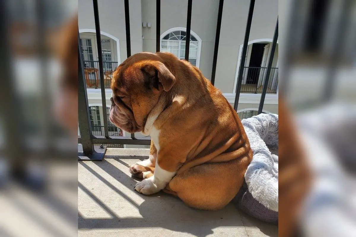 “Suratni virusga ko‘rsating, u itni baxtli qilish uchun bu yerdan ketadi”. G‘amgin buldog Twitter’da karantindan charchaganlik ramziga aylandi (foto)
