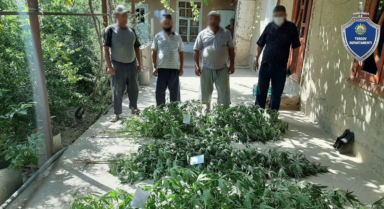 Qashqadaryoda hovlisida 3 tup kannabis yetishtirgan shaxs qo‘lga tushdi