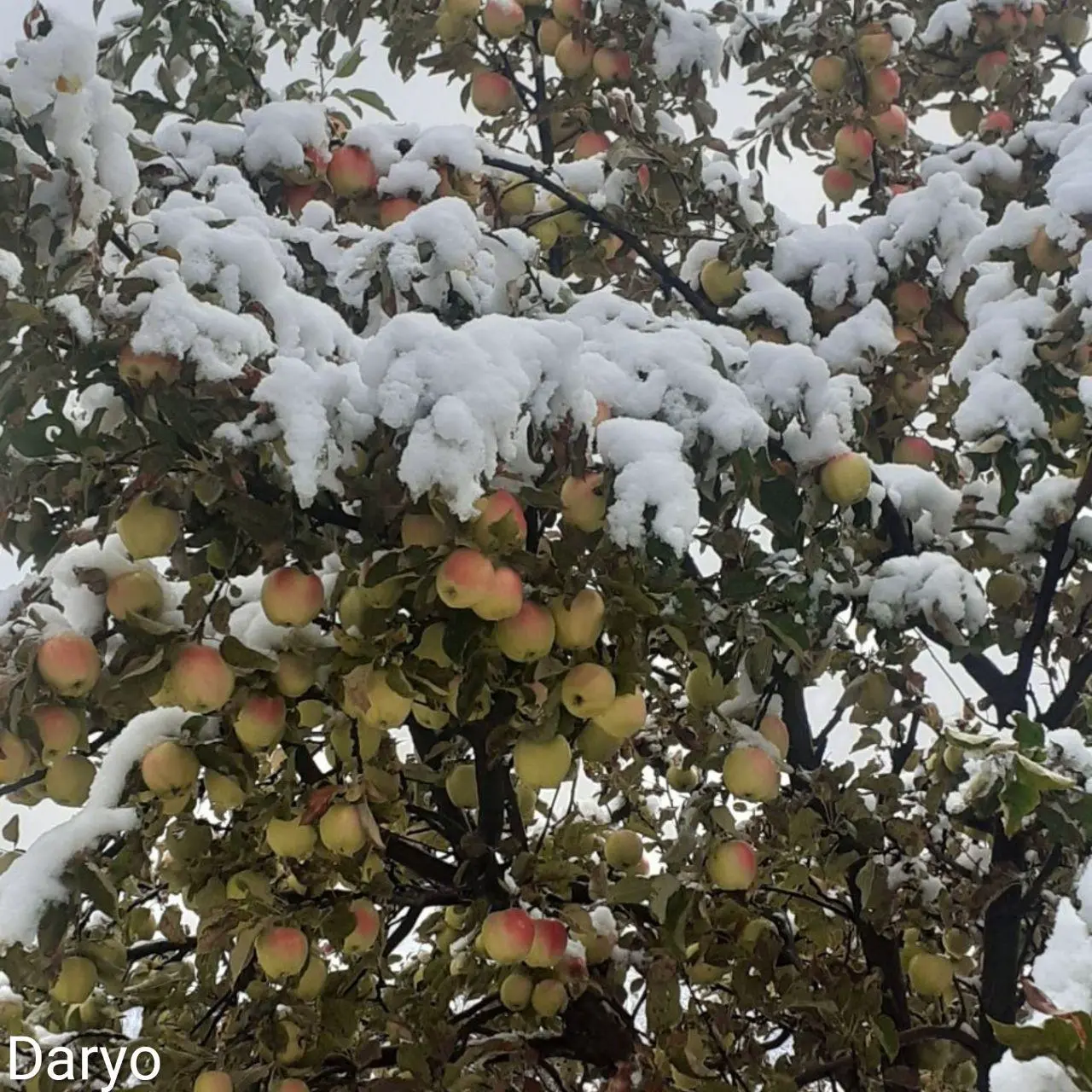 Qashqadaryo viloyati Dehqonobod tumanida birinchi qor yog‘di (foto)