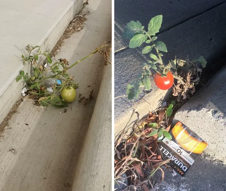 Poyabzal, mashina, tarnov va boshqa kutilmagan joylardan o‘sib chiqqan o‘simliklar (foto)