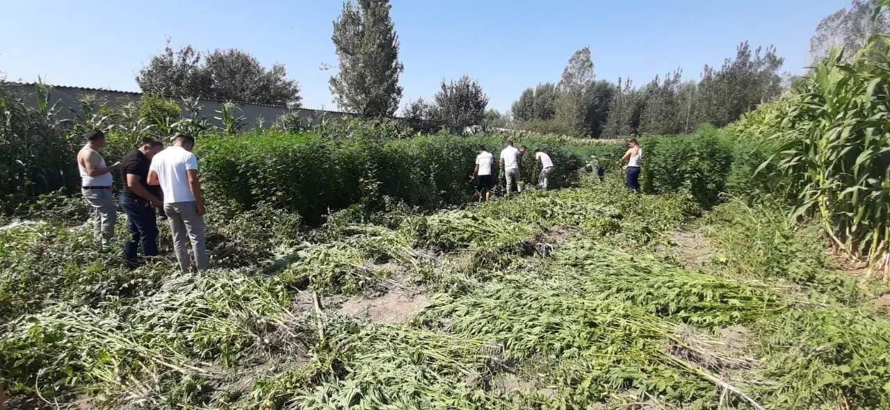 Samarqandda uyida 2160 tup kannabis o‘stirayotgan fuqaro aniqlandi (video)
