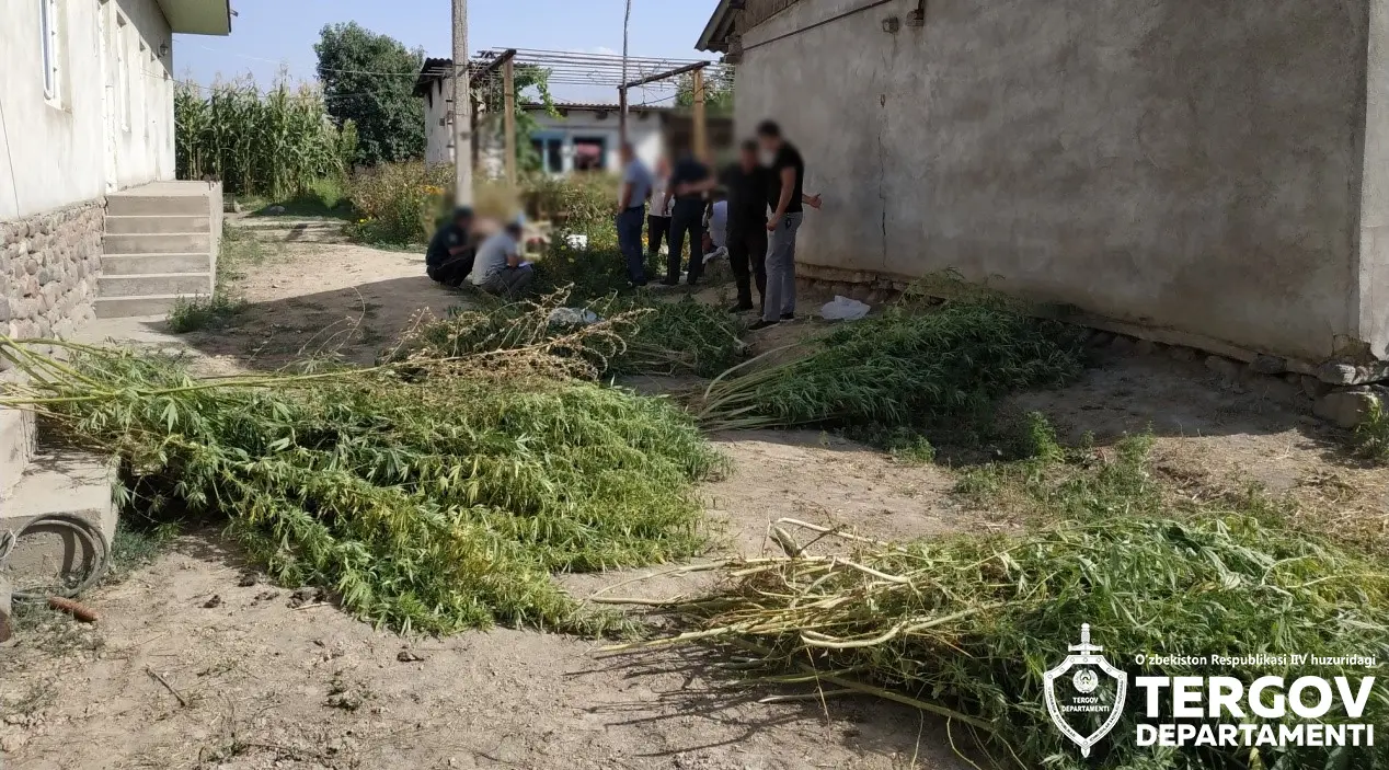 Toshkent viloyatida tomorqasini nasha plantatsiyasiga aylantirgan fuqaro ushlandi