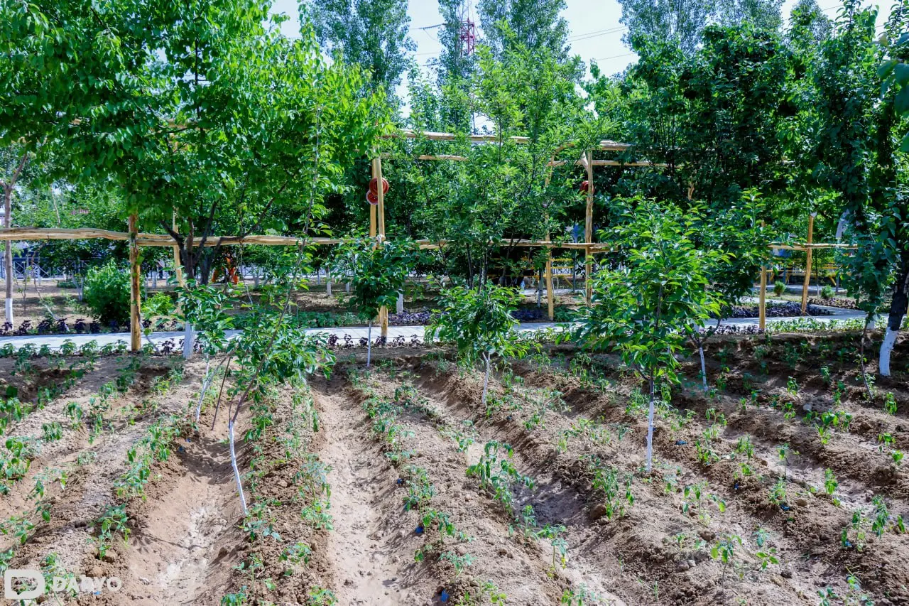 Uzbekistan plans to plant 200 mln young trees annually