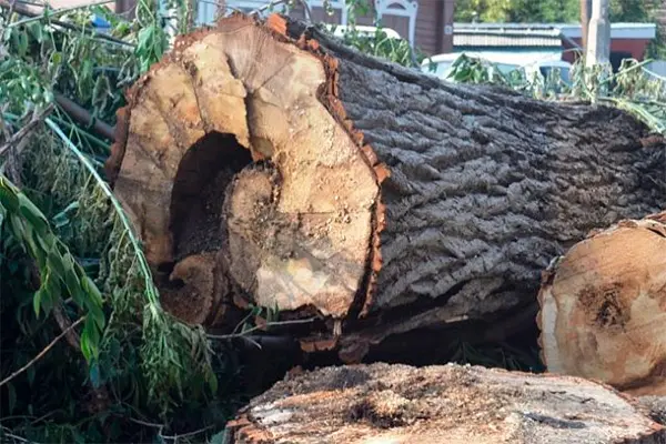 Over 50 perennial trees cut down in Surkhandarya region