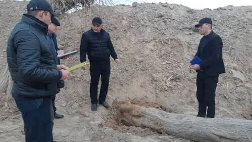 Foreign company in Kashkadarya causes 2.8 bln soums of damage by displacing trees