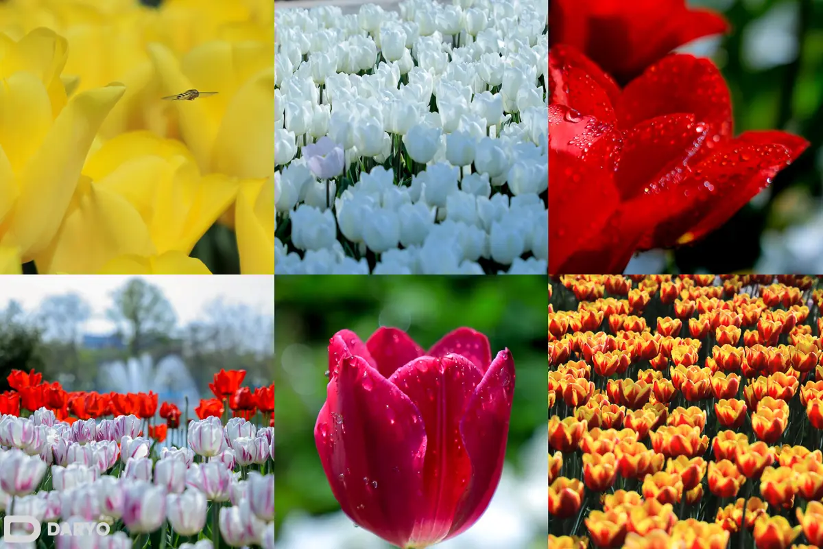 Milliy bog‘ni bezab turgan Niderlandiya lolalari — suratlarda