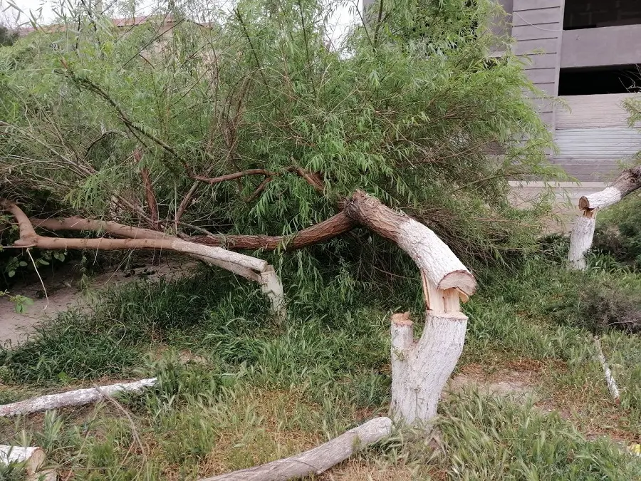 More than thirty trees cut down illegally in Karshi