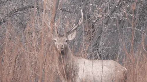 Authorities detain poacher of Red-listed Bukhara deer 