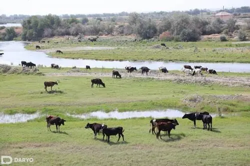 Italy, Uzbekistan set to commence two cattle breeding endeavors