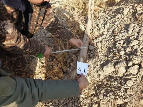 Farmer in Khorezm region sentenced to two years of imprisonment for illegal tree cutting 