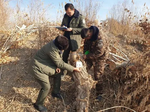Uzbekistan announces five-fold increase in penalty for illicit logging activities