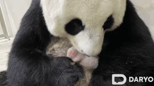  Moscow Zoo celebrates first-ever baby Giant Panda born in Russia 