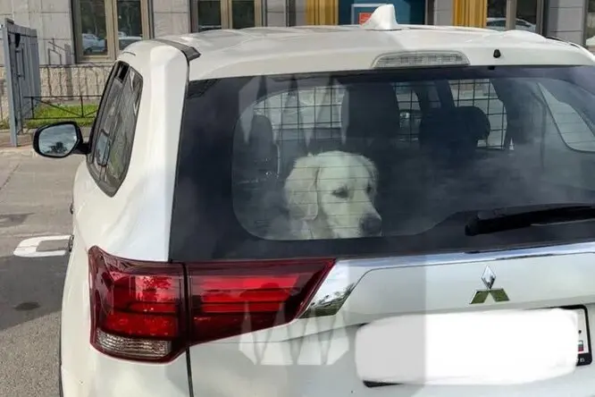 Four-year captivity: Dog held in car trunk by owners in Russia