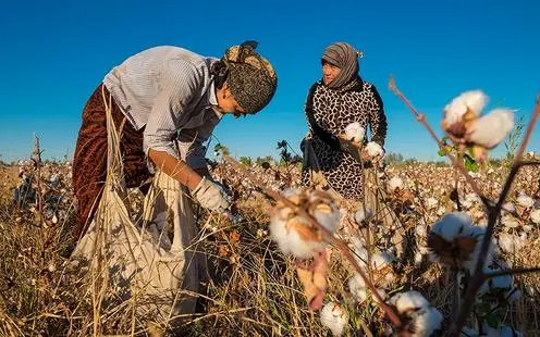 Uzbekistan eradicates cotton slavery: new dawn for the cotton harvest