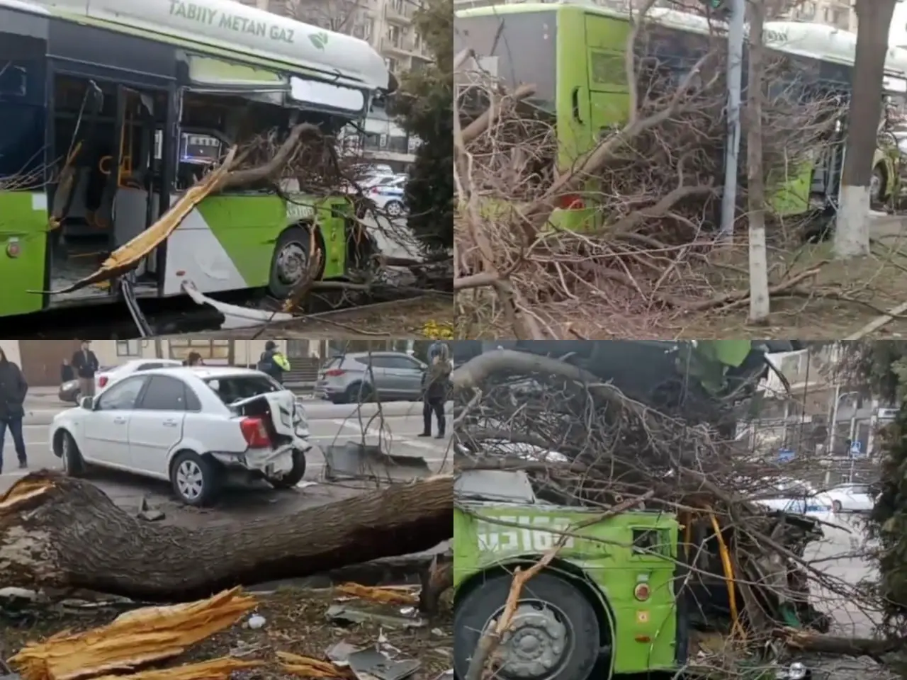 Toshkentda avtobus texnik nosozlik sabab daraxtga urildi (video)