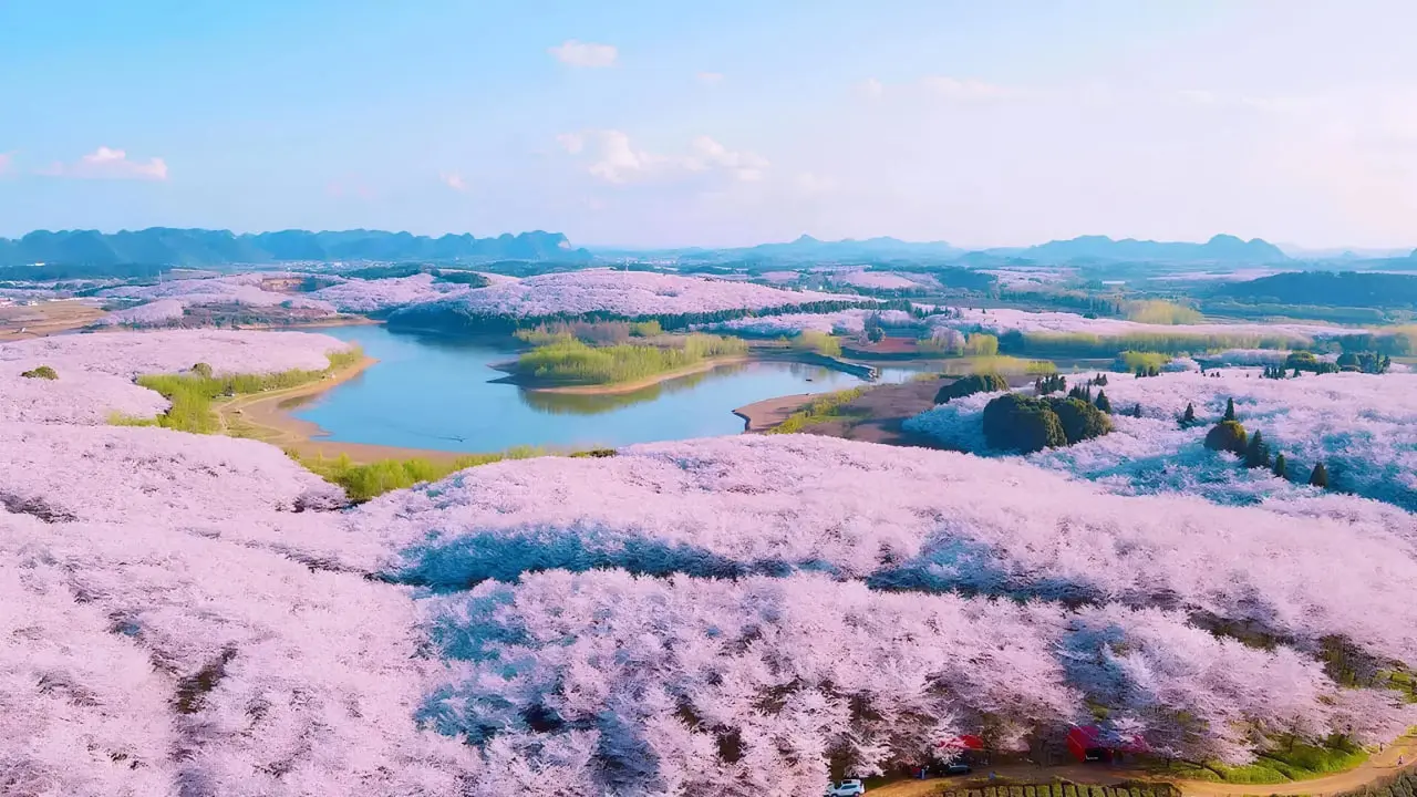 Xitoyda joylashgan dunyodagi eng yirik sakura bog‘iga sayohat (video)