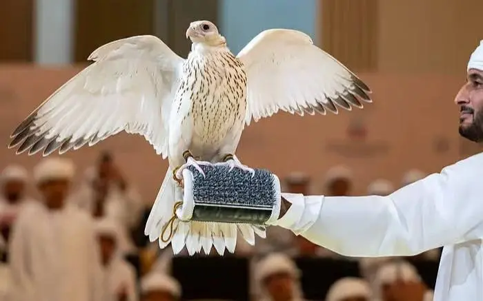 Birlashgan Arab Amirliklaridagi auksionda noyob oq lochin 571 ming dollarga sotildi