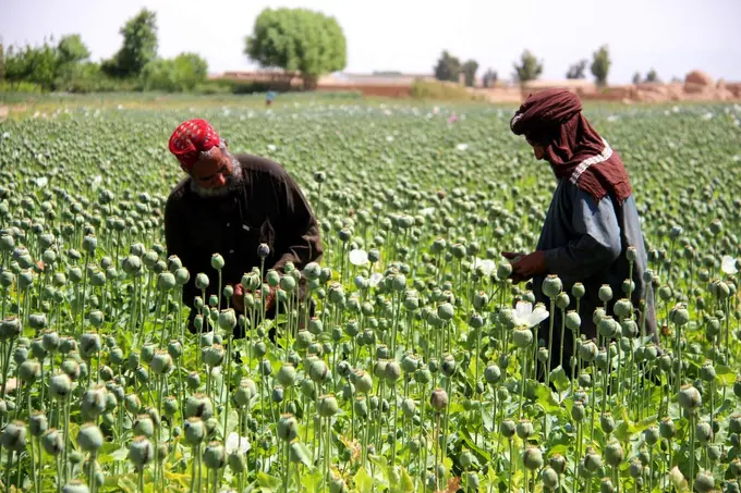 Taliban abandon tax on opium sale and set smugglers deadline to harvest and leave country 