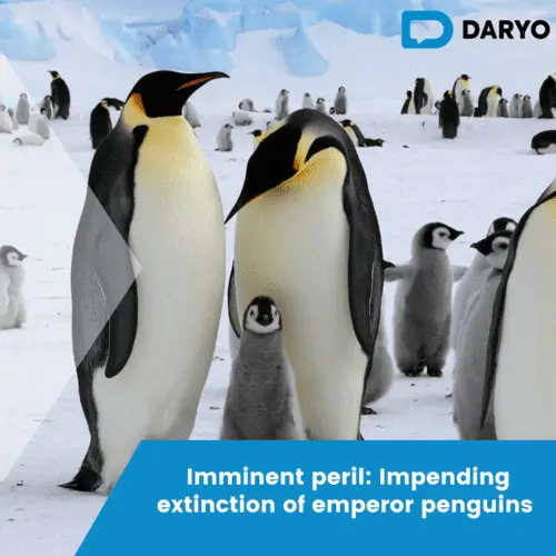 Imminent peril: Impending extinction of emperor penguins