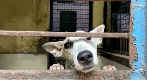 Delhi authorities relocate stray dogs ahead of G20 Summit