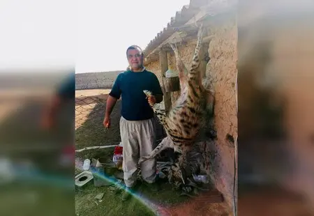Uzbekistan reports on killing of rare targyl hyena in Surkhandarya region 