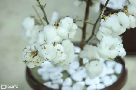 Uzbekistan issues decree to reduce debt burden on cotton clusters