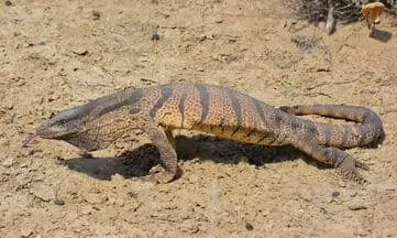 Herpetologist's efforts to save Uzbekistan's endangered reptiles: myths and conservation challenges
