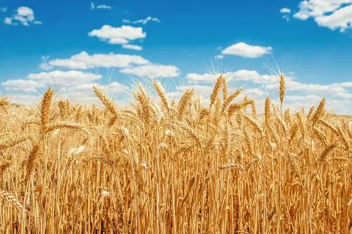Kazakhstan to boost grain exports to China with 3mn ton target