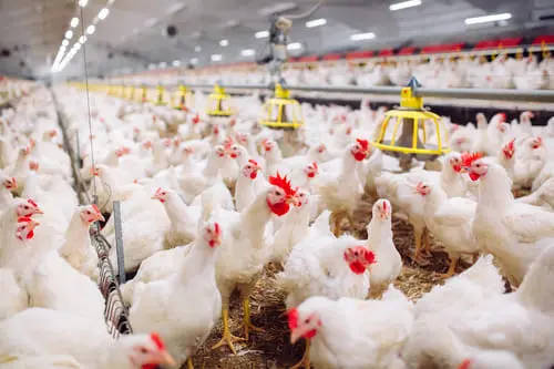 Uzbekistan to partner with India's Avee Broilers to launch $43mn genetic poultry farming project