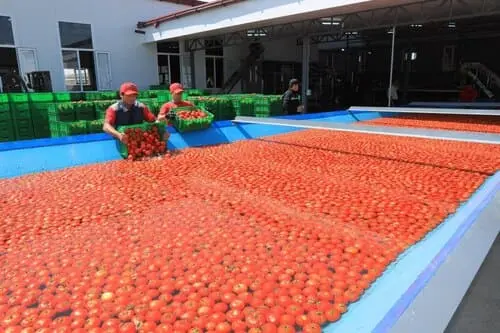 BMB Holding launches new agro-industrial complex in Jizzakh region 