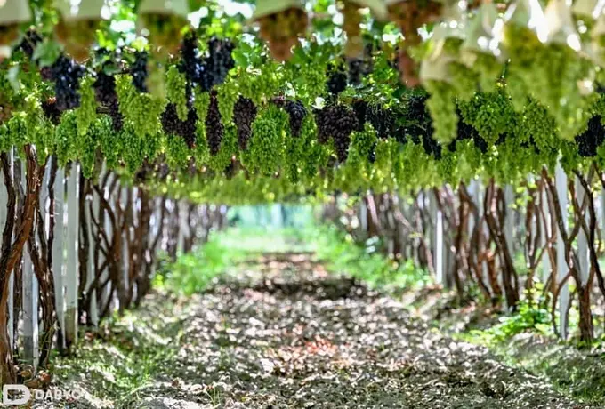Uzbekistan's table grapes make U.S. debut as initial shipment signals strong market potential 