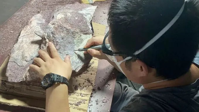 Gonkongda ilk bor dinozavr qoldiqlari topildi (foto)
