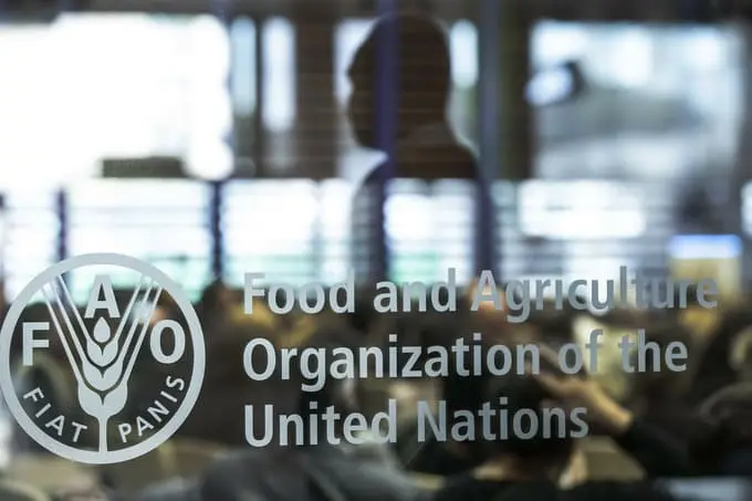 FAO plans to dedicate 42% of activities to development projects in Afghanistan in 2025 