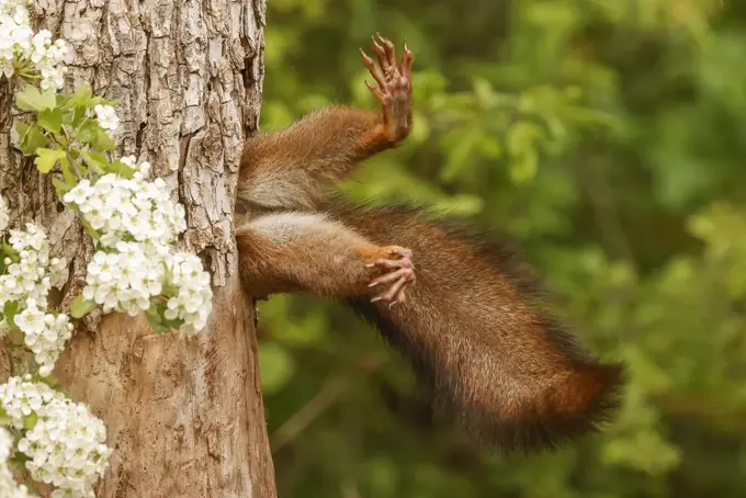 Tiqilib qolgan olmaxon va pufakdagi qurbaqa: Comedy Wildlife Awards 2024 tanlovi g‘oliblari aniqlandi (foto)