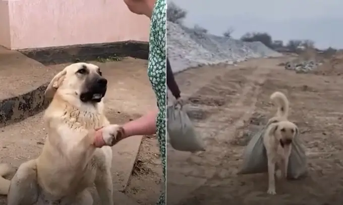 В память о герое: в Атырауской области намерены установить памятник псу Пшөну, помогавшему во время паводков 
