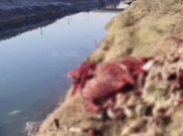 Oqqo‘rg‘on tumanidagi kanaldan eshak go‘shti topildi (video)