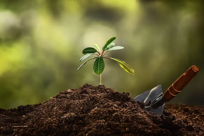 Kazakhstan aims to plant 336.5mn trees across 494,000 hectares in 2025 