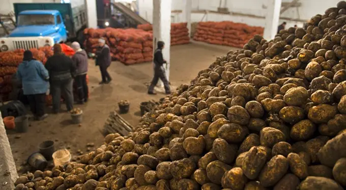 Kyrgyzstan considers potato export ban as prices surge  