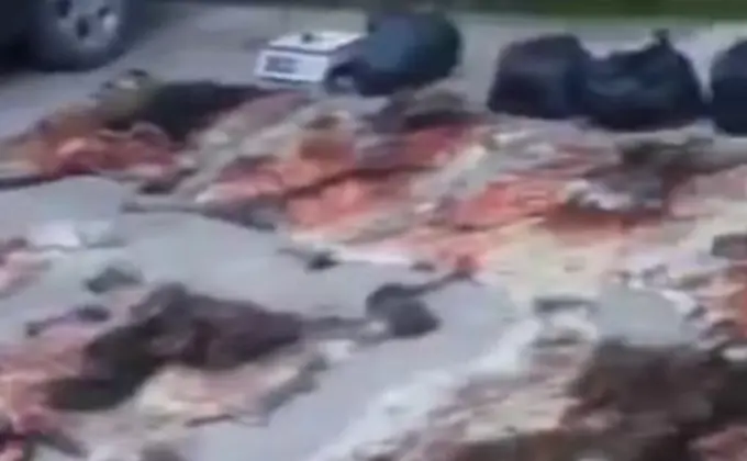 Toshkent viloyatining yana bir hududida eshak terilari topildi (video) 