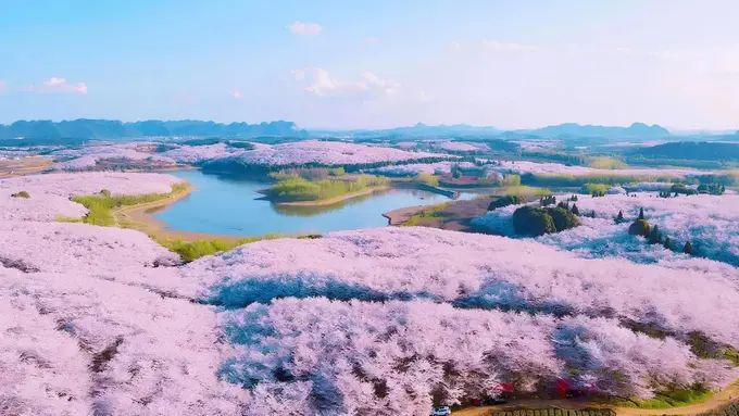 Xitoyda joylashgan dunyodagi eng yirik sakura bog‘iga sayohat (video)
