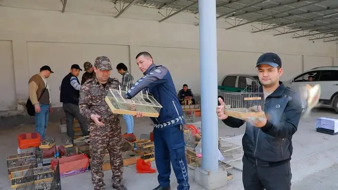 Toshkentda mingdan ortiq qush va cho‘l toshbaqalari noqonuniy sotilayotgani aniqlandi (foto)