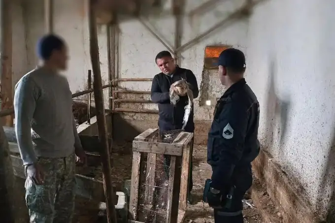 Farg‘onada bir dona yilqichi qushini sotmoqchi bo‘lgan shaxs jarimaga tortildi