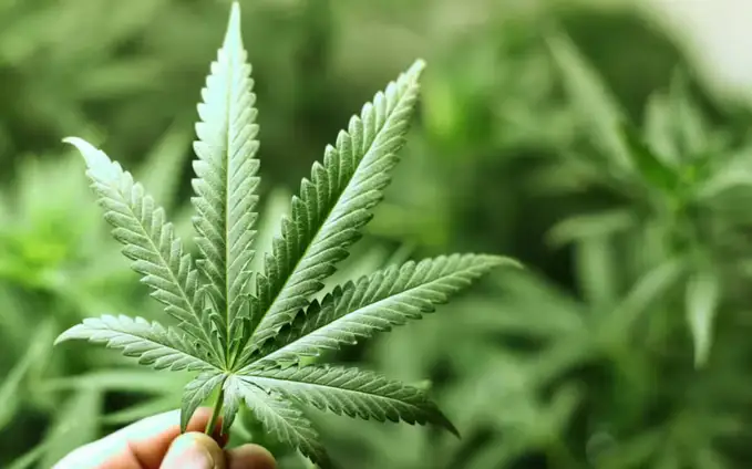 Qozog‘istonda kannabis yetishtirishga ruxsat berilishi mumkin
