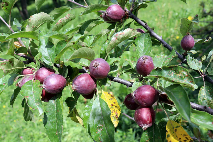 Kyrgyzstan takes step to boost agricultural exports with GLOBALG.A.P. approval 
