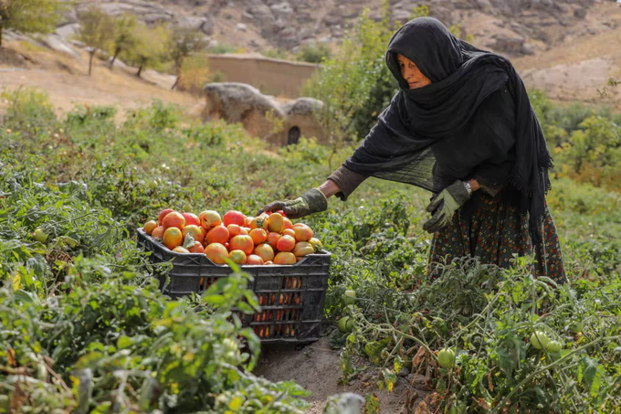Afghanistan’s growth fails to ease widespread hardship as UNDP warns of escalating vulnerabilities 