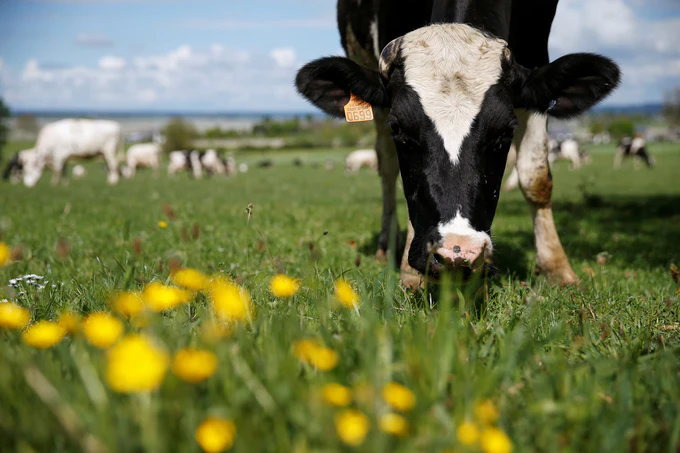Uzbekistan launches national seromonitoring campaign to safeguard against PPR in livestock 