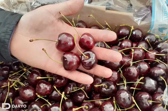 Uzbekistan’s cherry season starts early with prices soaring 70% y/y 